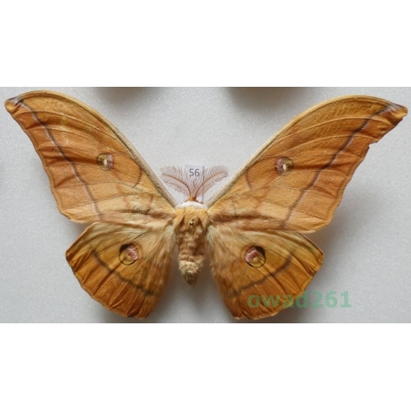 Antheraea yamamai (Guerin-Menevill, 1861) male ex. ovo Italy 129mm56